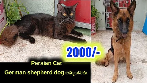 Video 10800171: persiancat cat, pets dog