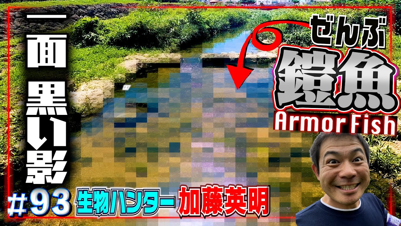 鎧まとった魚が異常繁殖…外来種で有名な沖縄の川がヤバかった【不安的中】ARMOR FISH≫生物ハンター加藤英明・japan wild hunter