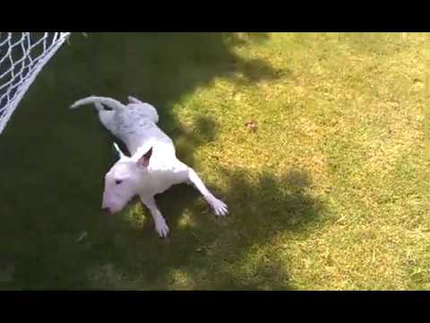 Bela the Bull Terrier Investigates Sprinkler