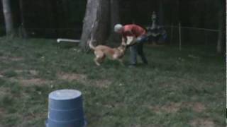 Nero bite on command in back yard.MPG
