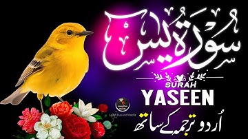 Surah Yasin (Yaseen) سورة يس | Ultimate Healing & Tranquility for the Heart | #surahyaseen EP-63