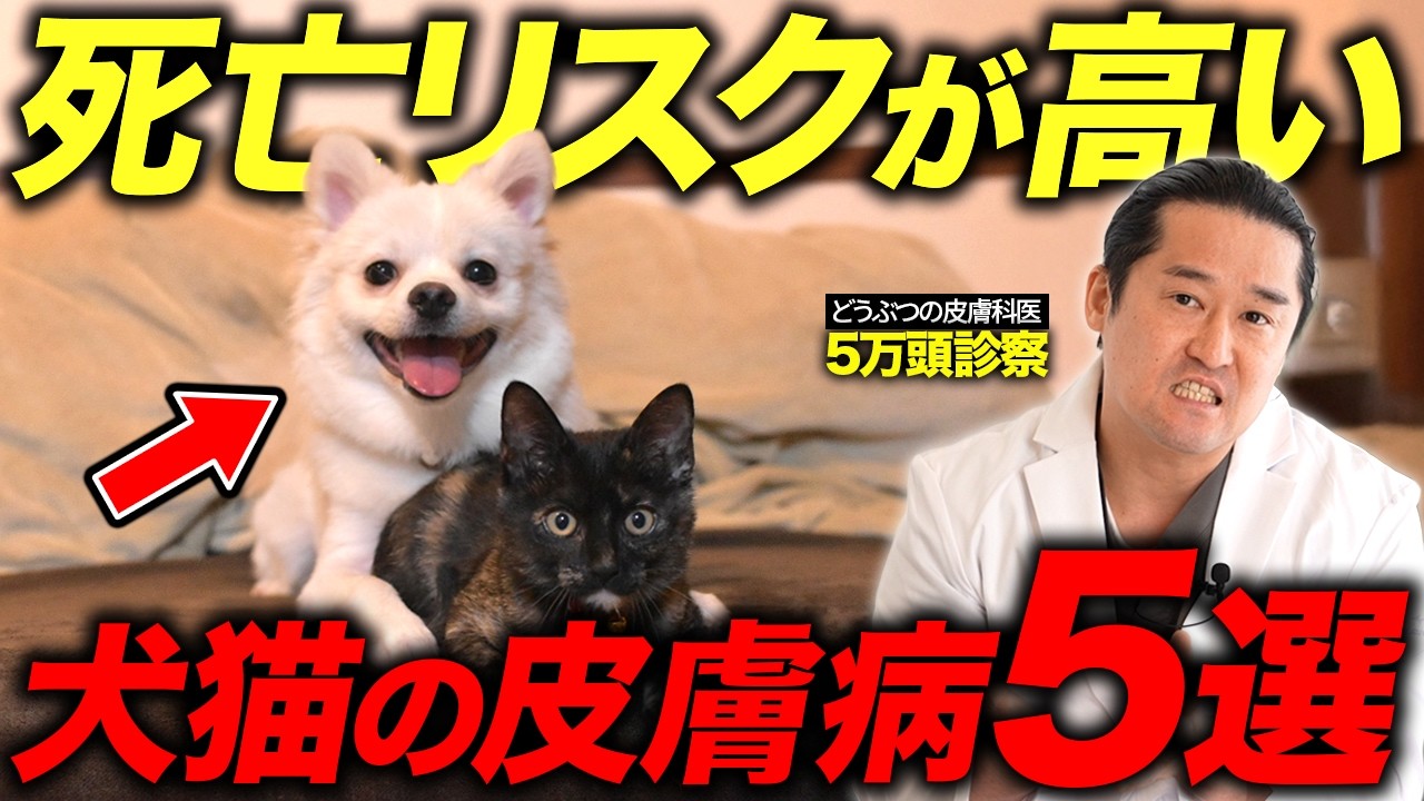 Preventing Skin Disease in Dogs and Cats] Try This Before Relying