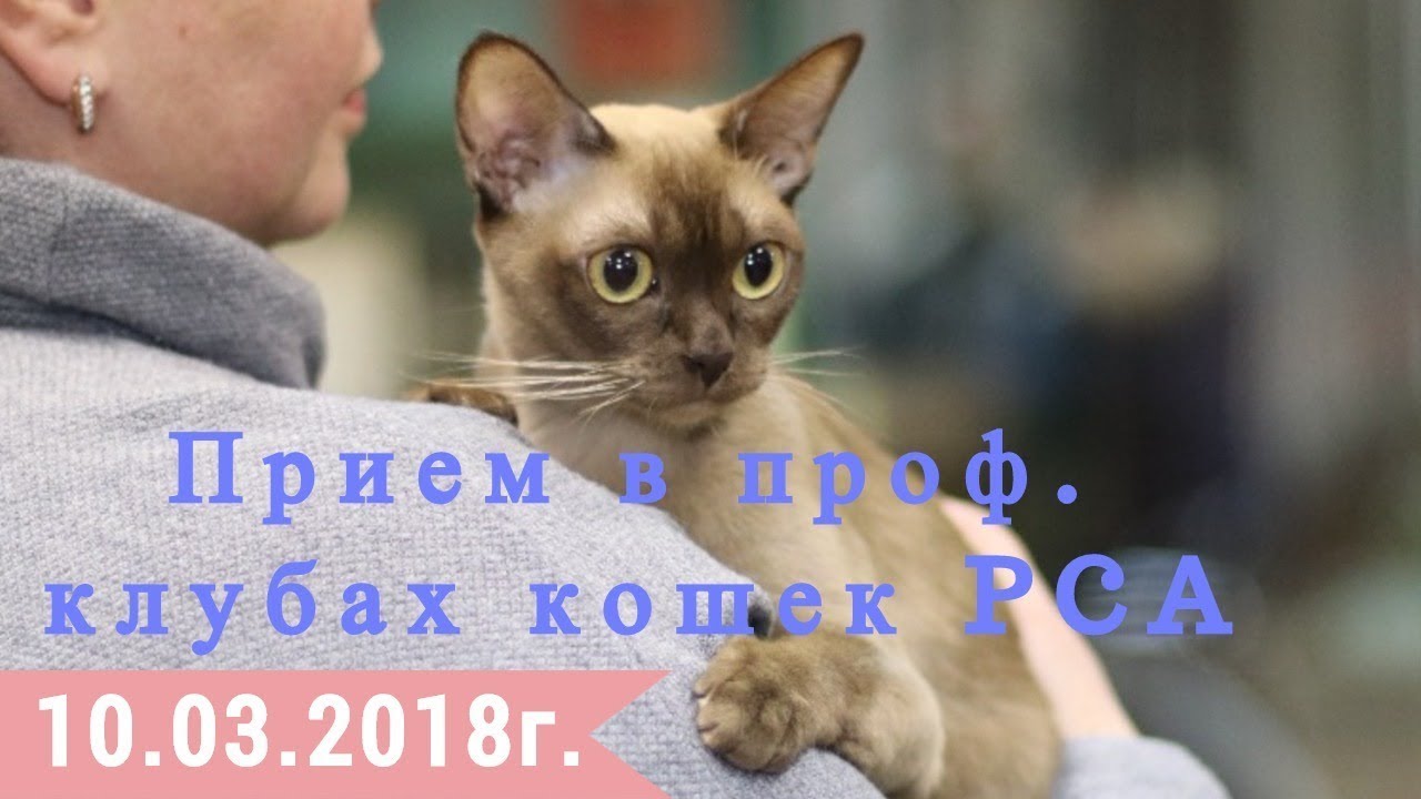 кошки породы Прием в проф. клубах кошек PCA 10.03.2018г