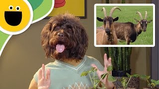 Counting Goats | Pet News Team (Sesame Studios)