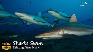 Sharks Swim In Ultra HD  Sleep MusicPiano MusicRelaxing MusicHealing MusicStress Relief Music