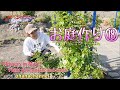 【庭作り⑱】多年草、樹木の植込み22種！、咲いてる花の紹介など★Introducing flowers,  planting perennials and trees 22 varieties