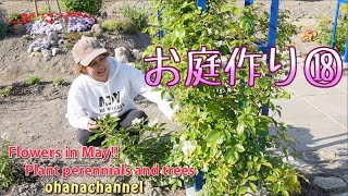 【庭作り⑱】多年草、樹木の植込み22種！、咲いてる花の紹介など★Introducing flowers,  planting perennials and trees 22 varieties