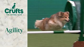Agility - Crufts Novice Cup Final (Agility)| ​Crufts 2024 by Crufts 8,872 views 3 days ago 31 minutes