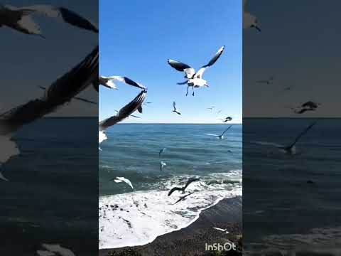 فيروز يا راعي القصب موال