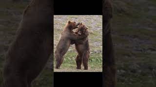 Bears wrestling, come photograph them with me this summer, link in profile! #wildlife #bears #nature