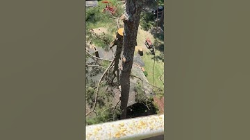 Negative Rigging Huge Top #Treecare#chainsaw#arborist#treework#logging#logger#treefelling#roadto10k