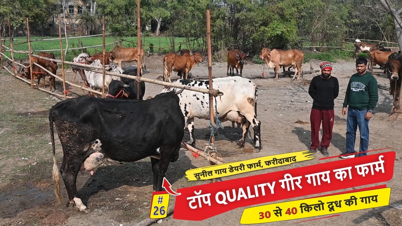 30 से 40 किलो दूध की गाय, टॉप QUALITY गीर गाय का फार्म || SUNIL COW DAIRY FARM, FARIDABAD
