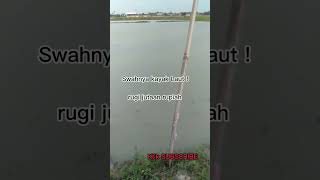 Puluhan hektar sawah terendam banjir, petani merugi. Vlog_15 @Dudinzhaelani#shortvideo
