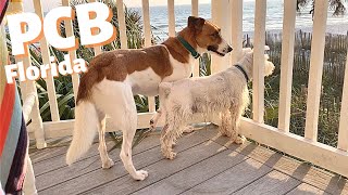 PET FRIENDLY BEACHFRONT CONDO TOUR ~ PANAMA CITY BEACH FLORIDA