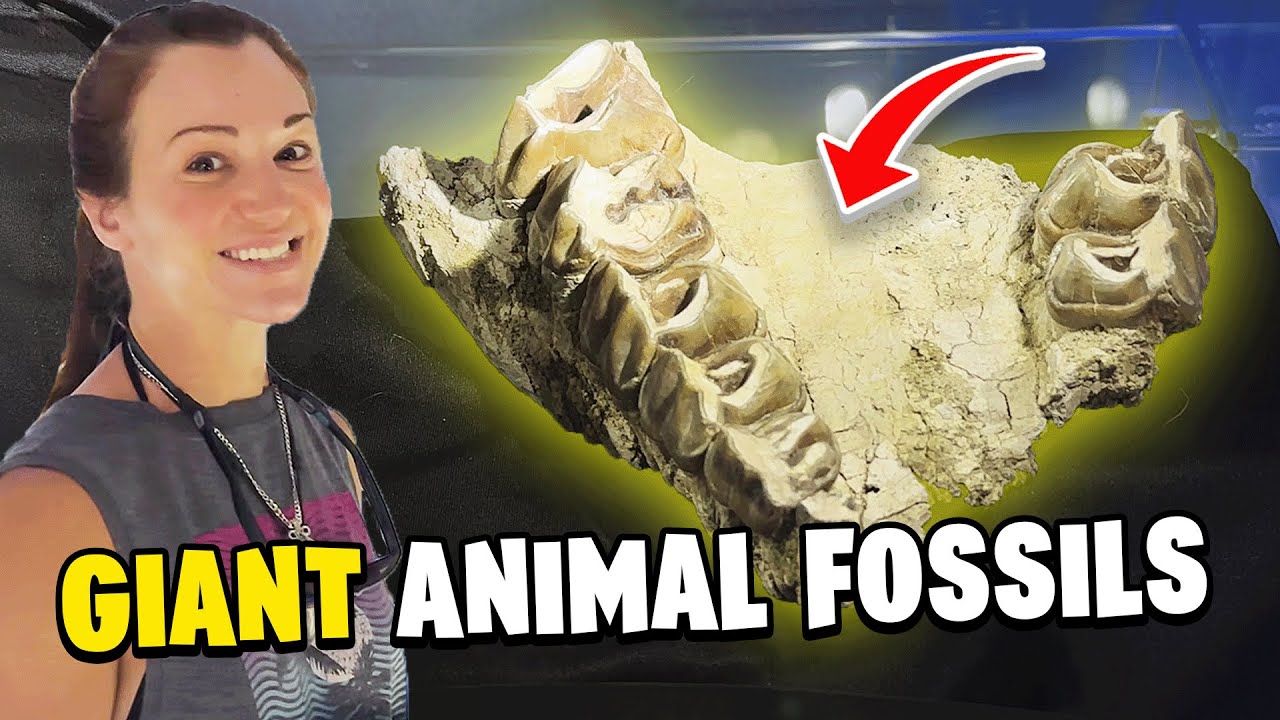 Ancient South Carolina: Fossils of Giant Animals