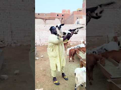 كابوكي الجانخر اولاد كتم لاي فهم