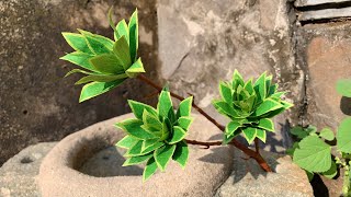ABC TV | How To Make Filler Green Branch Paper With Crepe Paper #1- Craft Tutorial