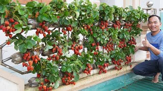 Turn Your Balcony Into A Delicious, FruitFilled Strawberry Paradise