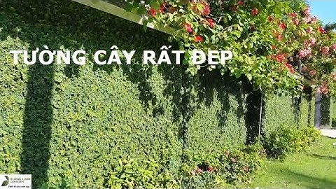 ✅CÂY CẢNH.10-TƯỜNG RÀO PHỦ CÂY ĐẸP NHƯ MƠ tại Củ Chi/Cây cảnh sân vườn đẹp/TungLam Garden