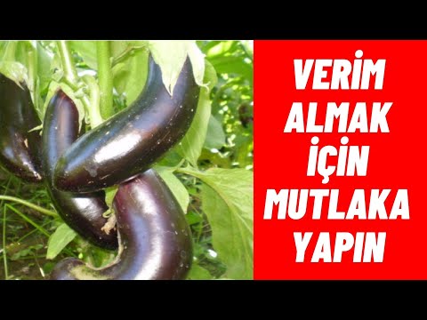 Video: Patlıcan Tohumluluğu: Bir Patlıcanda Çok Fazla Tohum Bulunmasının Nedenleri