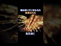家に【ゲジゲジ】が出没しても絶対に仕留めてはいけない #雑学 #動物
