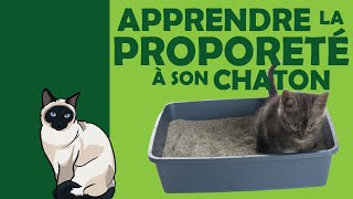 Apprendre la propreté à son chaton  EthoCat