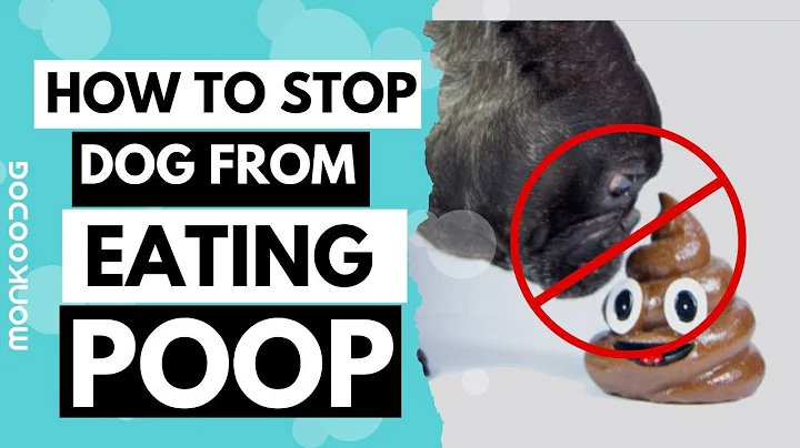 5 Correct ways to STOP your dog from EATING POOP || Monkoodog - DayDayNews
