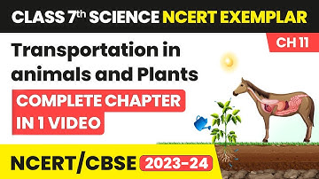 Transportation in Animals and Plants-Quick Revision & NCERT Exemplar Solutions |Class 7 Science Ch11