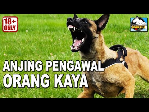 Video: Berapa harga anjing pengawal ddr?