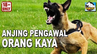 ANJING PENGAWAL ORANG KAYA  TREND BARU DI INDONESIA