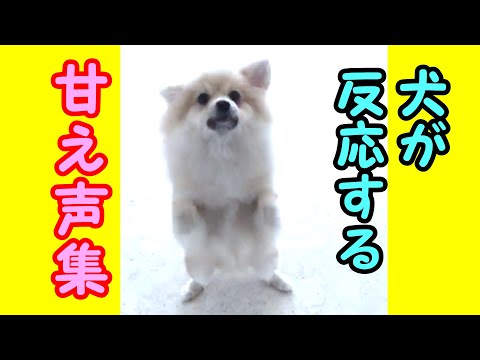 【犬が反応する音】【犬の鳴き声】ポメラニアンの甘え声にメロメロ【私は犬が好き I love Dogs】
