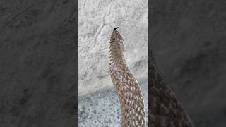 Mere Munne Bhool Na Jana Tu Apna Farj Nibhana #snakevideo #ratsnake@chitransh_Bhai2.0 #shorts