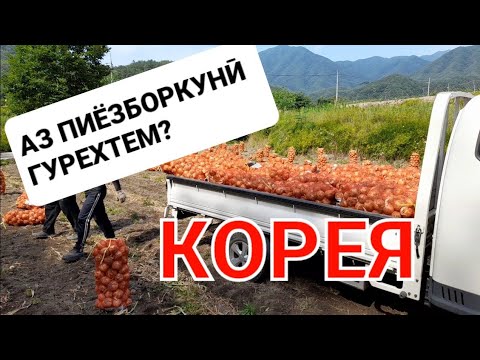 КОРЕЯ: Аз пиёзборкунӣ гурехтем? #корея #работавкореи #работавкорее #мухочирон #точикон #таджики
