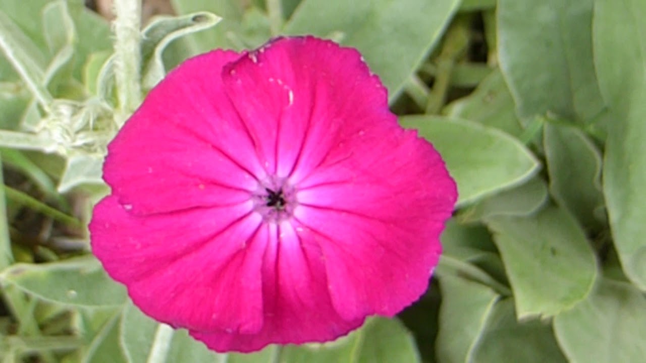 Dusty miller - Lychnis coronaria - Ástarlogi -  Roðahetta - Sumarblóm - Villiplöntur