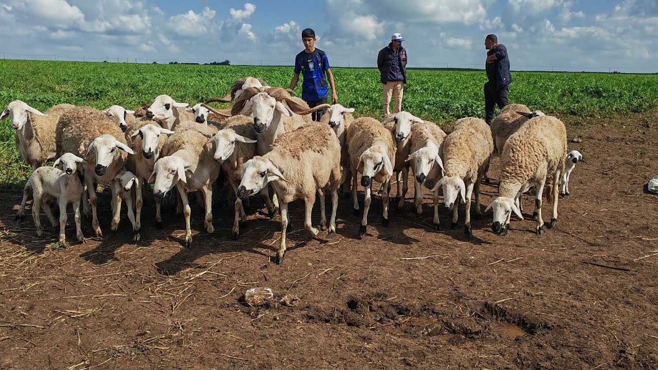 17نعجة كلها دافعة فيها 4والدات 2فحول للبيع نواحي سطات التواصل مع عبدالمجيد 0678754175
