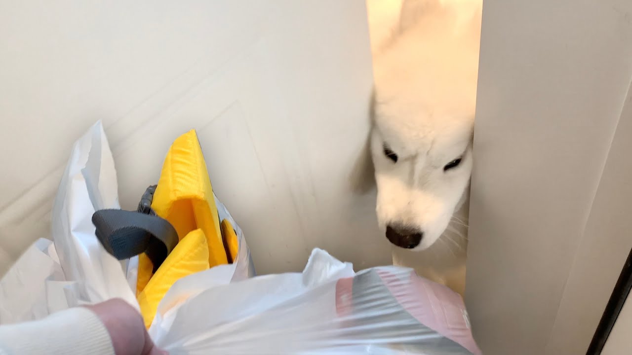 My Dog Greets Me With Excitement When I Come Back From A Pet Store