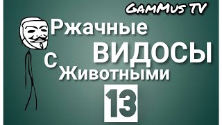 Ржачные приколы? Вы по адресу! Подборка лучших пранков и приколов с животными Попробуй не засмеяться