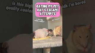 Rating My Pet Rat’s Escape Attempts