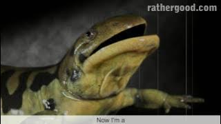 The Axolotl Song