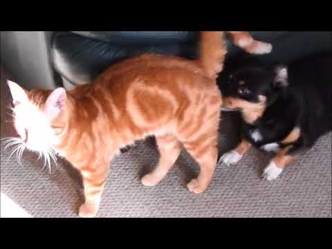 rumble video upload Cat wants to cuddle but Dog isn't bothered