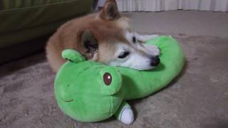 抱き枕を枕にした柴犬ココ