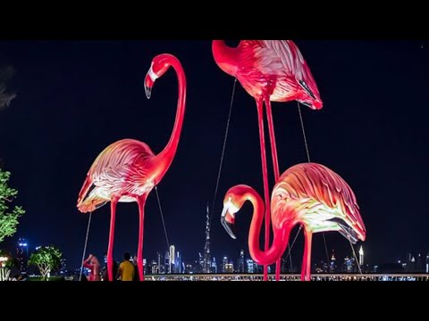 Dubai creek flamingos 🦩 hide