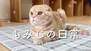 【お花見】はりきって場所取りをするも雨が降ってきてしまったスコティッシュフォールドのもみじくん（SAKURA with cat） by もみじの日常Momiji's daily life 754 views 1 month ago 4 minutes, 55 seconds