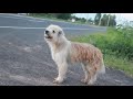 Final Surpreendente. Cão reencontra família após 4 anos de espera à beira de estrada