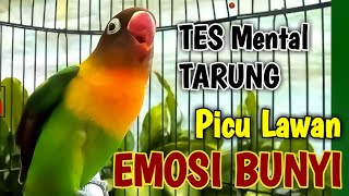 TES MENTAL TARUNG LOVEBIRDMU, LABET FIGHTER Memicu Lawan Emosi Bunyi Ngetik Lanjut Ngekek Panjang