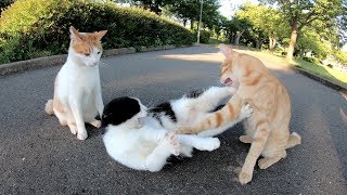 3匹の猫が道の真ん中で乱闘騒ぎ！