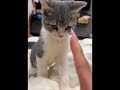 مياو لما يتعصب😂😹 #لايك #cat #catlovers