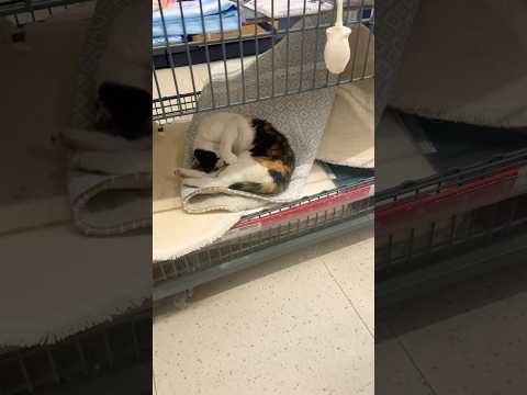 ليا شافت قطة داخل الماركت خافت منها      