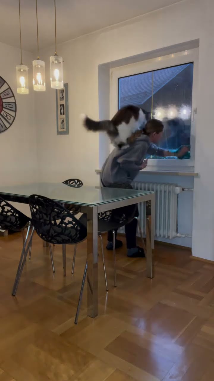Top des vidéos très sympa