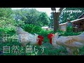 【スローライフな田舎暮らし】ニワトリ同士の壮絶な闘い